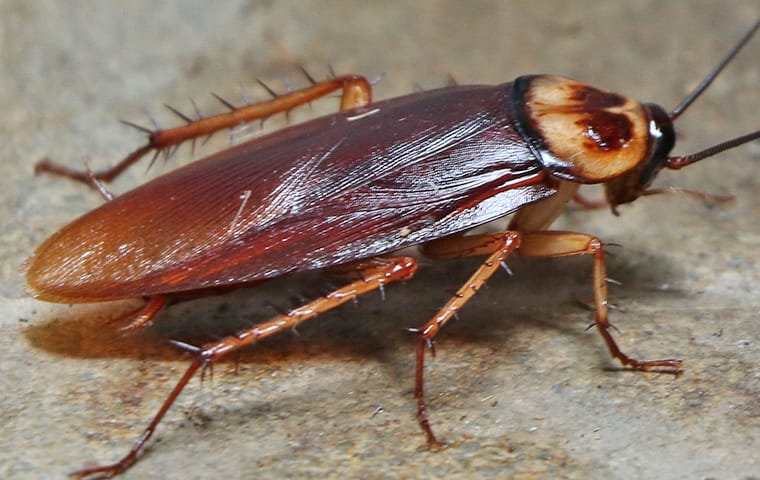 pest-identification-american-cockroach-3.v7.jpg