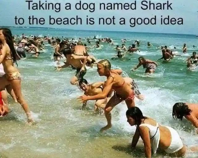 shark.jpg